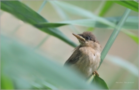 <p>RÁKOSNÍK OBECNÝ (Acrocephalus scirpaceus)</p>
